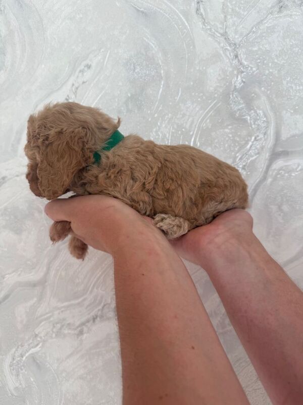 F2 Cockapoo Puppies - Image 6 of 6