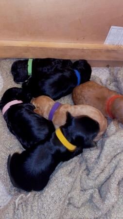 Cockapoo puppies for sale in Dewsbury, West Yorkshire – 1 year old - Image 2 of 5