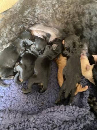 Cockapoo puppies for sale in Dewsbury, West Yorkshire – 1 year old - Image 3 of 5