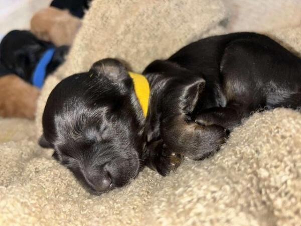 Cockapoo puppies for sale in Dewsbury, West Yorkshire – 1 year old - Image 4 of 5