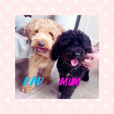 Cockapoo puppies for sale in Dewsbury, West Yorkshire – 1 year old - Image 5 of 5