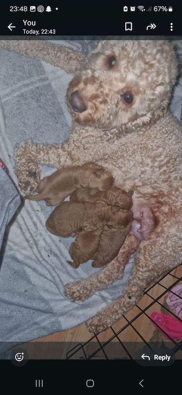 F2 Cockapoo puppies for sale - Image 2 of 3