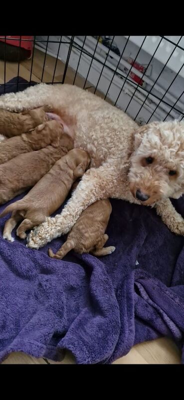 F2 Cockapoo puppies for sale - Image 3 of 3