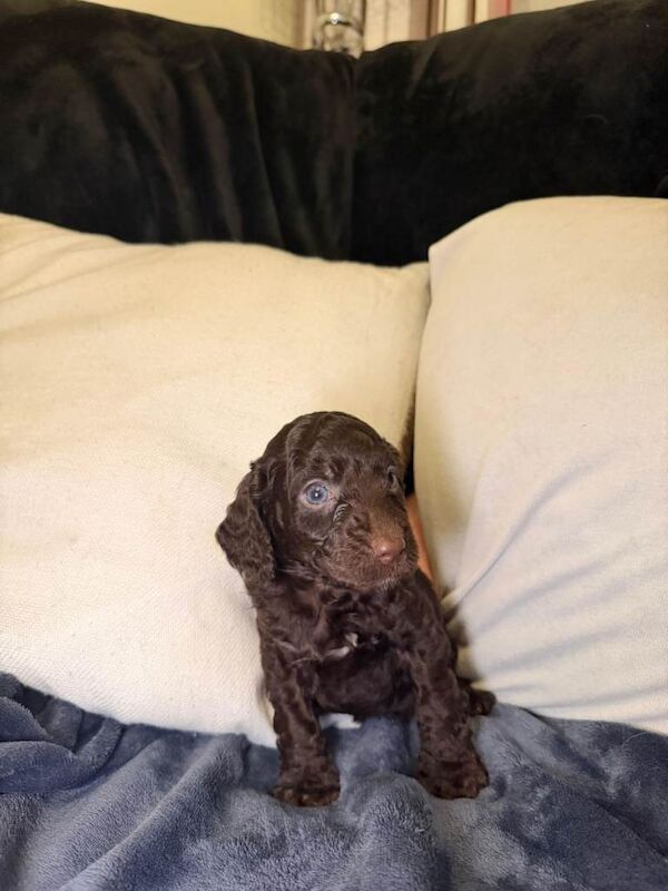 Cockapoo puppies for sale in Stonehouse, Lanarkshire – 5 weeks old