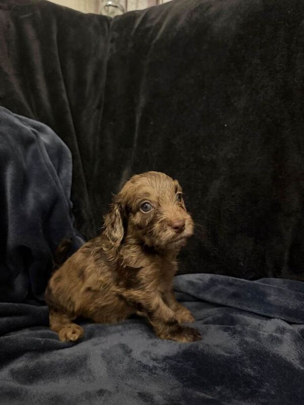 Cockapoo puppies for sale in Stonehouse, Lanarkshire – 5 weeks old - Image 5 of 6