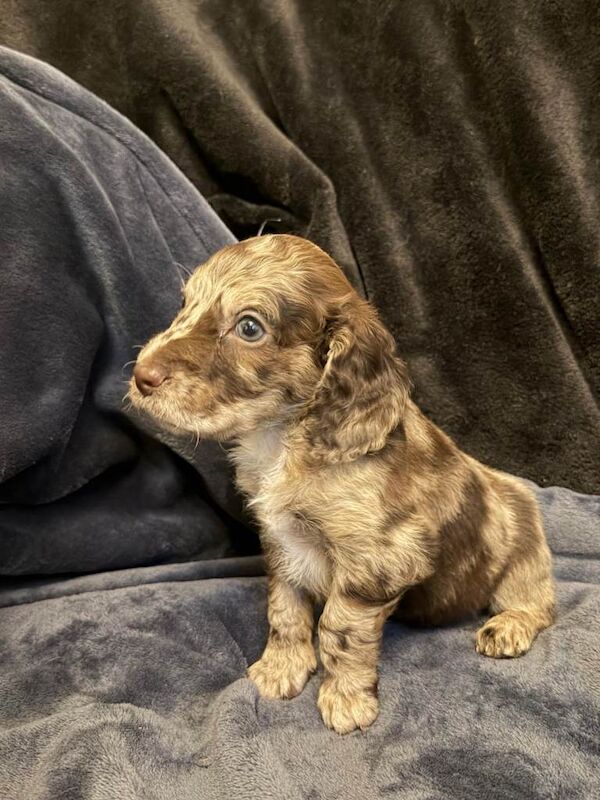 Cockapoo puppies for sale in Stonehouse, Lanarkshire – 5 weeks old - Image 6 of 6