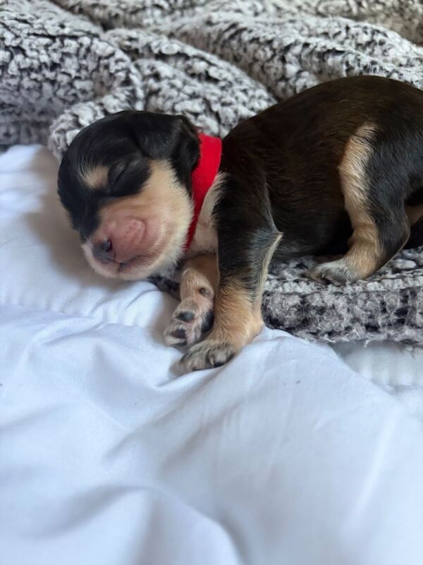 F2 Cockapoo puppies for sale