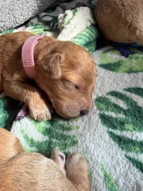 F2 Cockapoo puppies for sale - Image 2 of 5