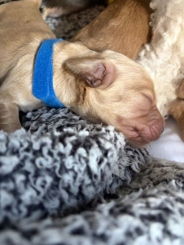 F2 Cockapoo puppies for sale - Image 3 of 5