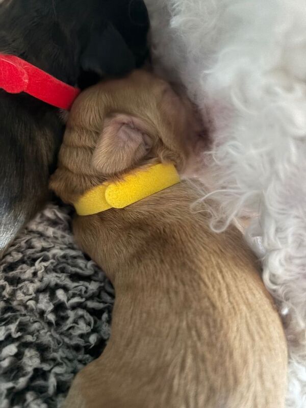 F2 Cockapoo puppies for sale - Image 4 of 5