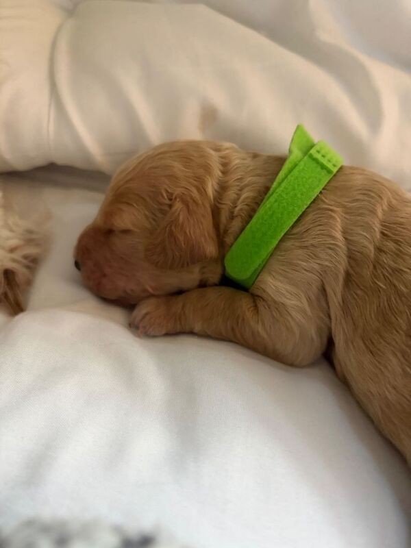 F2 Cockapoo puppies for sale - Image 5 of 5