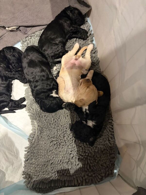 F2 cockapoo puppies for sale
