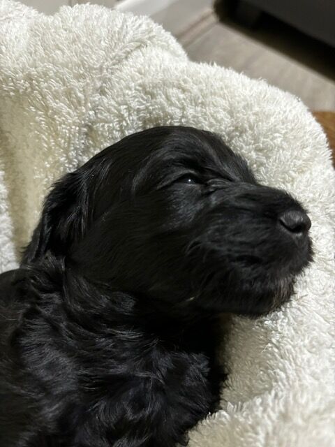 F2 Cockapoo puppies for sale in Hornchurch, Havering, Greater London - Image 1