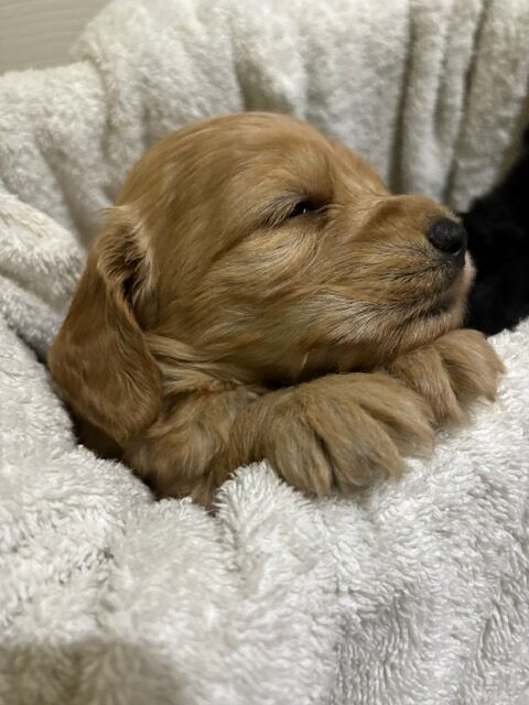 F2 Cockapoo puppies for sale in Hornchurch, Havering, Greater London - Image 2