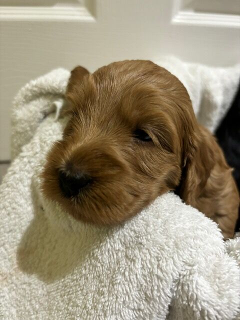 F2 Cockapoo puppies for sale in Hornchurch, Havering, Greater London - Image 3