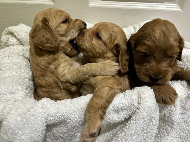 F2 Cockapoo puppies for sale in Hornchurch, Havering, Greater London - Image 5
