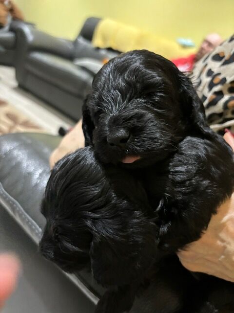 F2 Cockapoo puppies for sale in Hornchurch, Havering, Greater London - Image 6