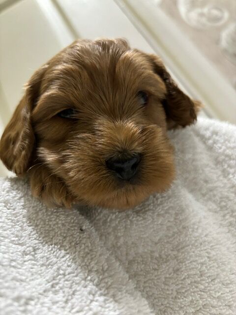 F2 Cockapoo puppies for sale in Hornchurch, Havering, Greater London - Image 7