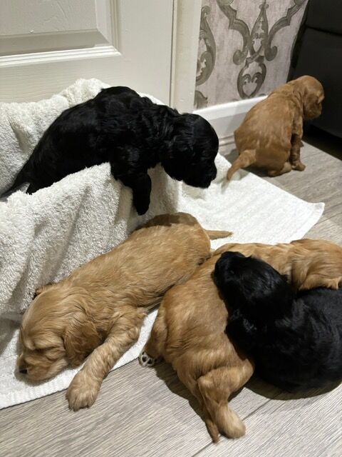F2 Cockapoo puppies for sale in Hornchurch, Havering, Greater London - Image 9