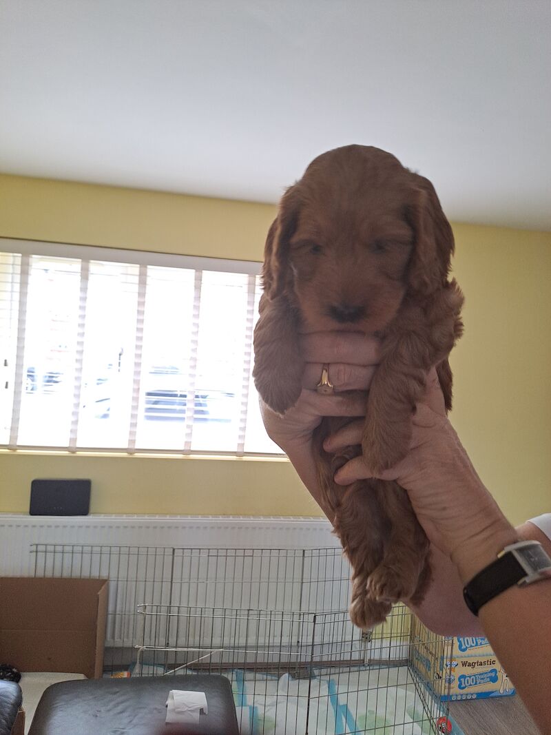 F2 Cockapoo puppies for sale in Hornchurch, Havering, Greater London - Image 8