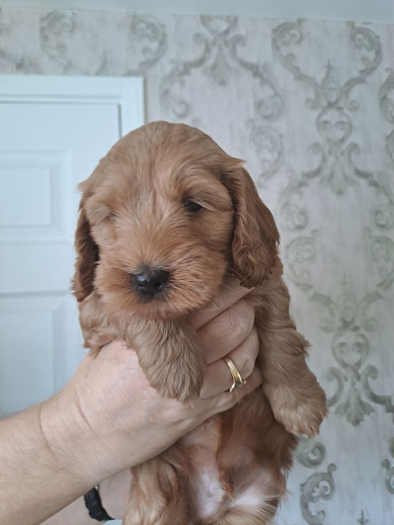 F2 Cockapoo puppies for sale in Hornchurch, Havering, Greater London - Image 10