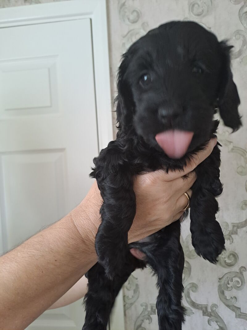 F2 Cockapoo puppies for sale in Hornchurch, Havering, Greater London - Image 11