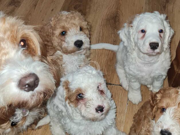 Cockapoo puppies for sale in Sheffield, South Yorkshire – 1 year old - Image 2 of 4