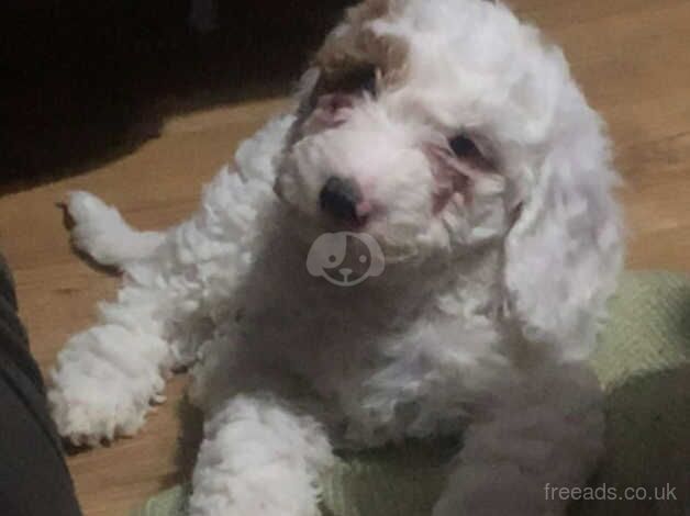 Cockapoo puppies for sale in Sheffield, South Yorkshire – 1 year old - Image 4 of 4