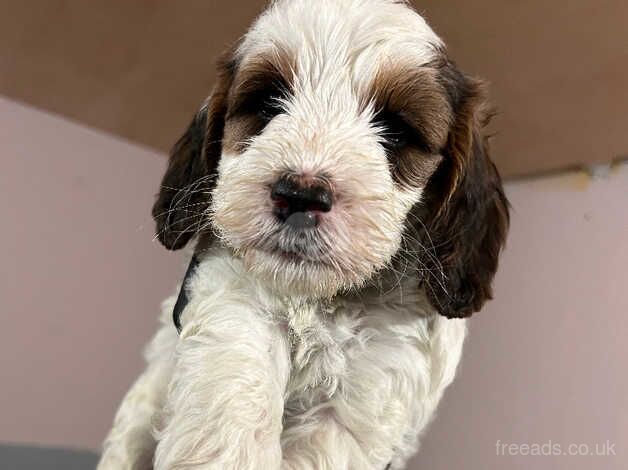 Cockapoo puppies for sale in Wareham, Dorset – 1 year old - Image 2 of 5