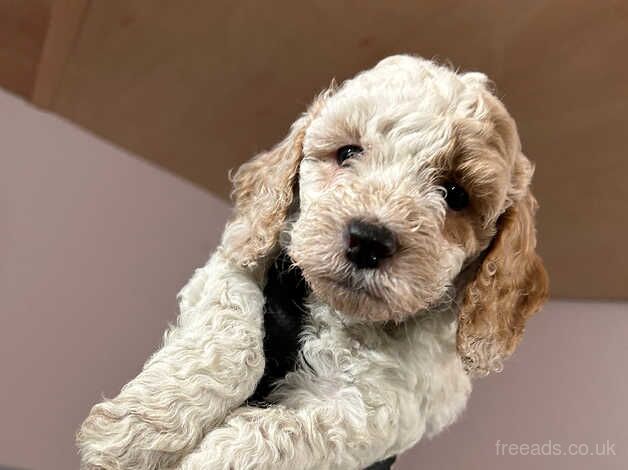 Cockapoo puppies for sale in Wareham, Dorset – 1 year old - Image 3 of 5