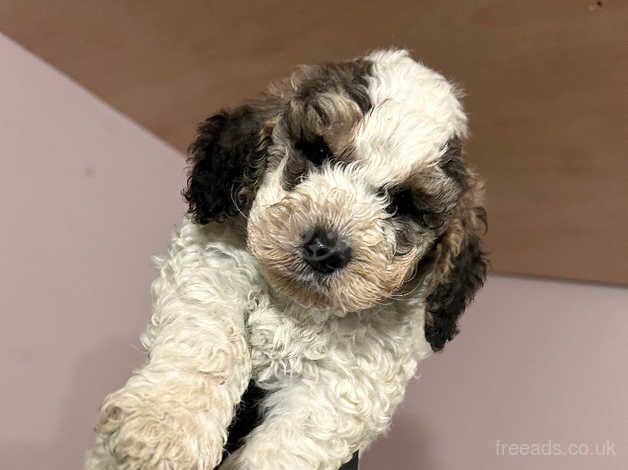Cockapoo puppies for sale in Wareham, Dorset – 1 year old - Image 4 of 5