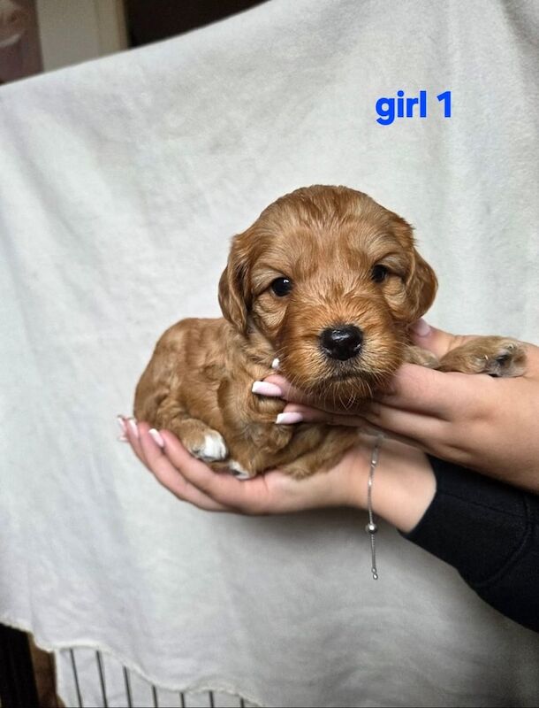 Cockapoo puppies for sale in Lytham St Anne's, Lancashire – 4 weeks old
