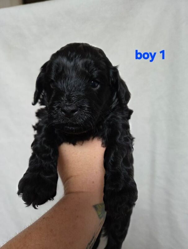Cockapoo puppies for sale in Lytham St Anne's, Lancashire – 4 weeks old - Image 3 of 3
