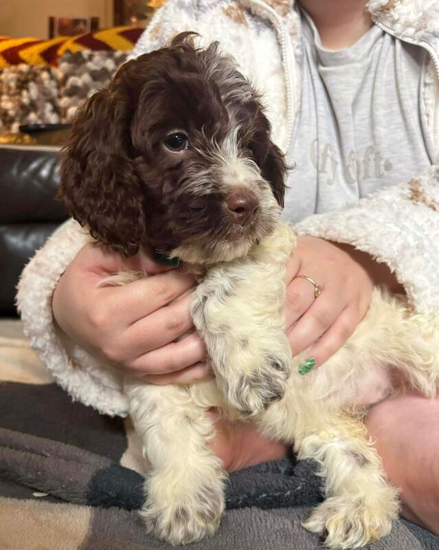 Cockapoo puppies for sale in Stanningley, West Yorkshire – 8 weeks old - Image 3 of 4