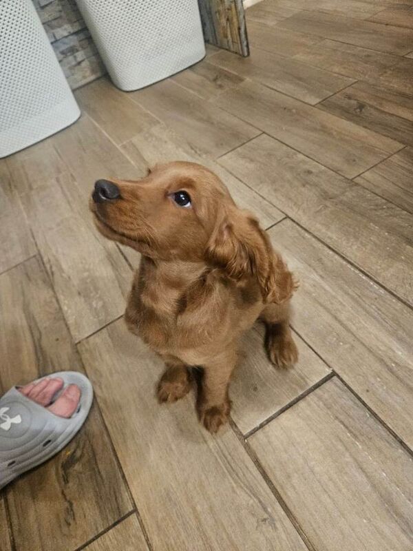 Cockapoo puppies for sale in Runcorn, Cheshire – 11 weeks old