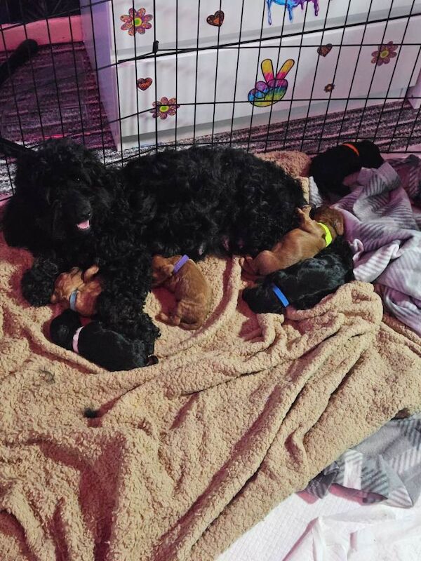 Cockapoo puppies for sale in Runcorn, Cheshire – 3 months old - Image 2 of 3