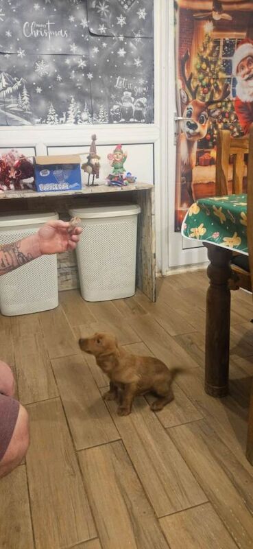 Cockapoo puppies for sale in Runcorn, Cheshire – 3 months old - Image 3 of 3