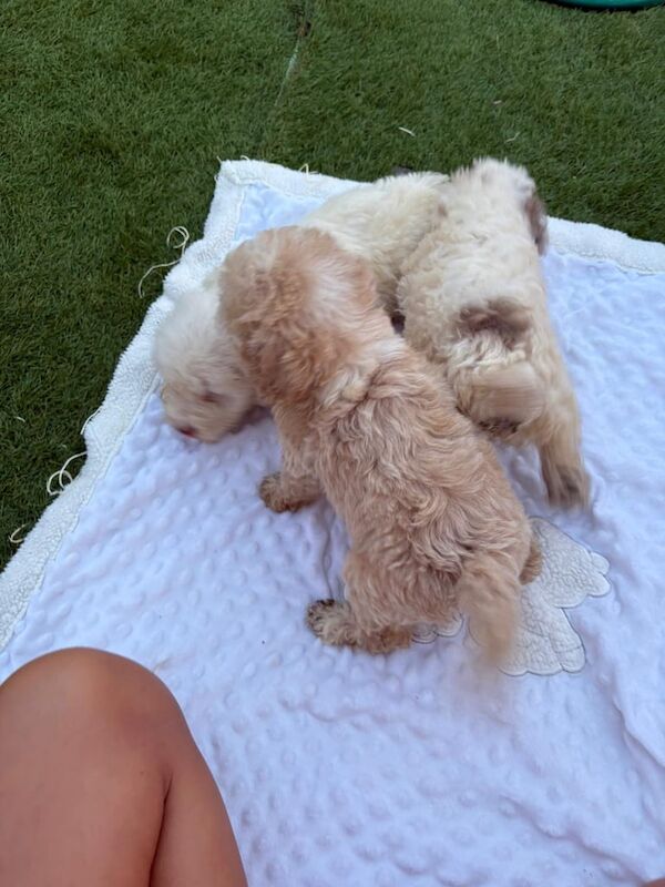Cockapoo puppies for sale in Lincoln, Lincolnshire – 8 weeks old - Image 2 of 3