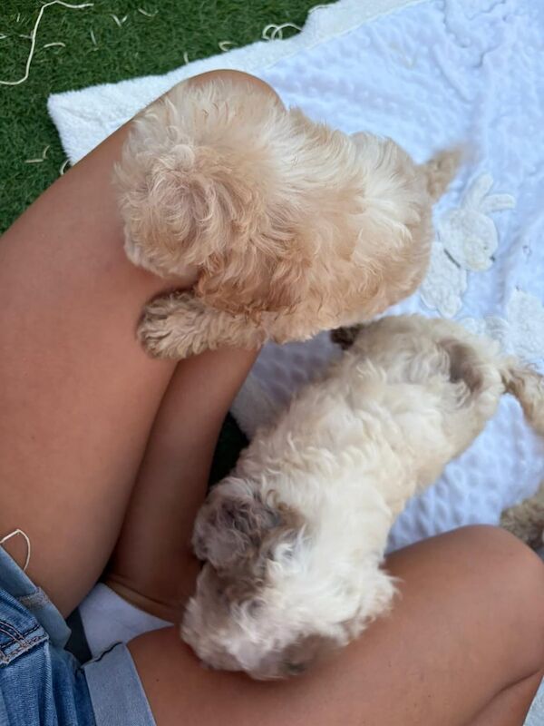 Cockapoo puppies for sale in Lincoln, Lincolnshire – 8 weeks old - Image 3 of 3