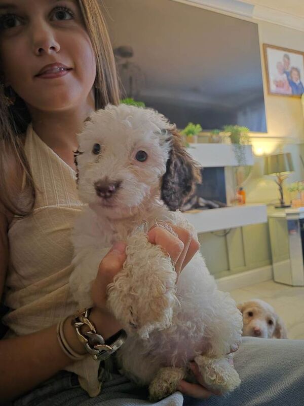 Black Cockapoo puppies for sale in Peterlee, County Durham – 8 weeks old