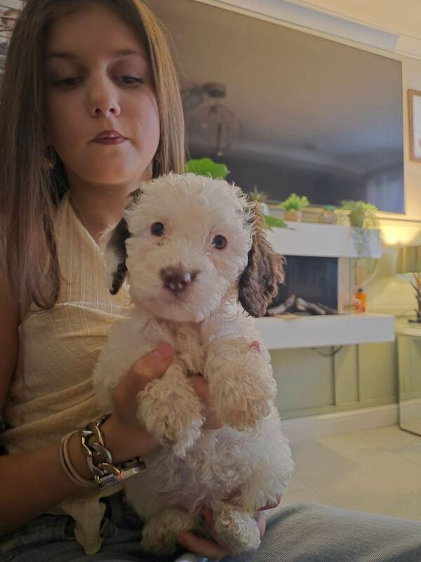 F2 Cockapoo puppys - Image 2 of 5