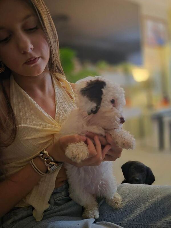 F2 Cockapoo puppys - Image 3 of 5