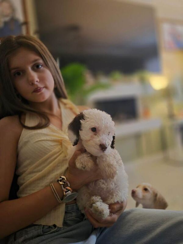 F2 Cockapoo puppys - Image 4 of 5