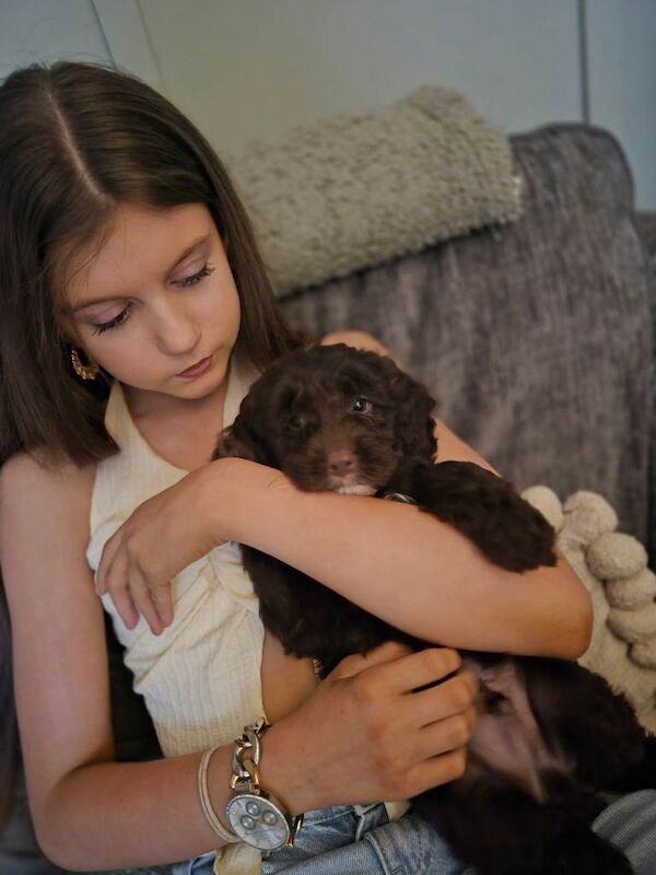 F2 Cockapoo puppys - Image 5 of 5