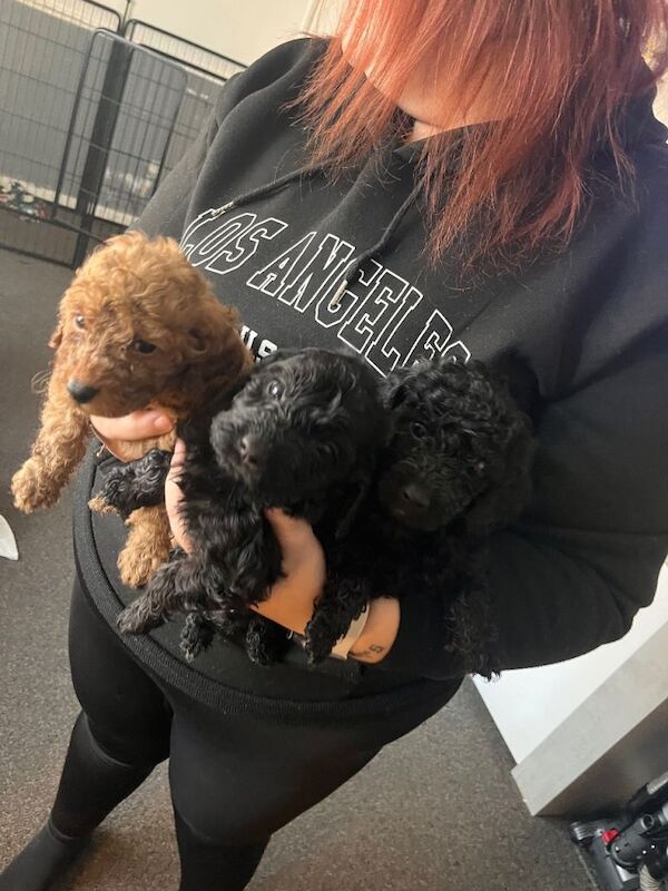 Cockapoo puppies for sale in Stoke-on-Trent, Staffordshire – 5 weeks old