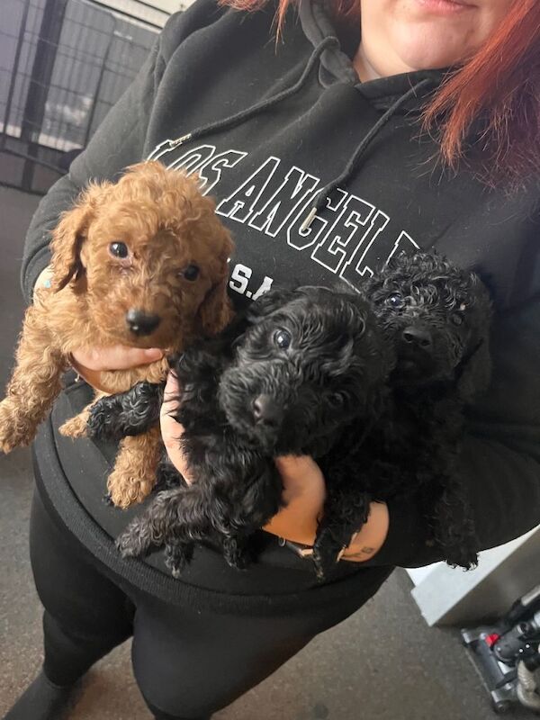 Cockapoo puppies for sale in Stoke-on-Trent, Staffordshire – 3 months old - Image 3 of 5