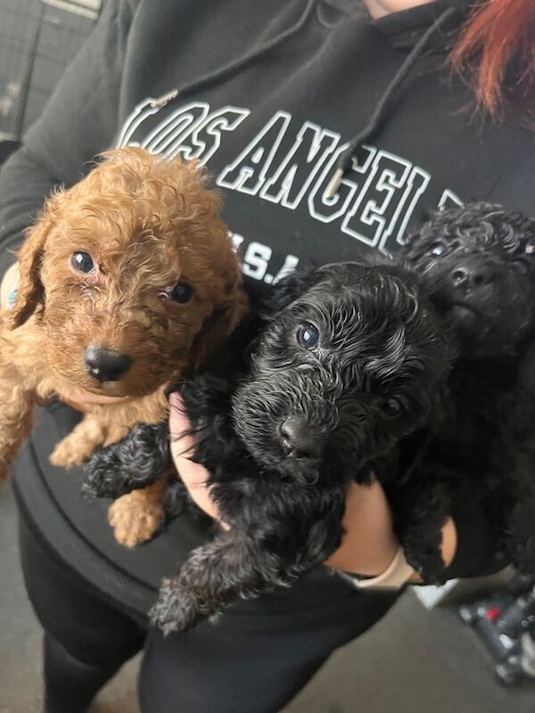 Cockapoo puppies for sale in Stoke-on-Trent, Staffordshire – 3 months old - Image 4 of 5