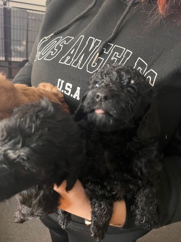 Cockapoo puppies for sale in Stoke-on-Trent, Staffordshire – 3 months old - Image 5 of 5