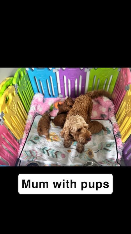 F2 cockapoo pups for sale in Dumbarton, Dunbartonshire