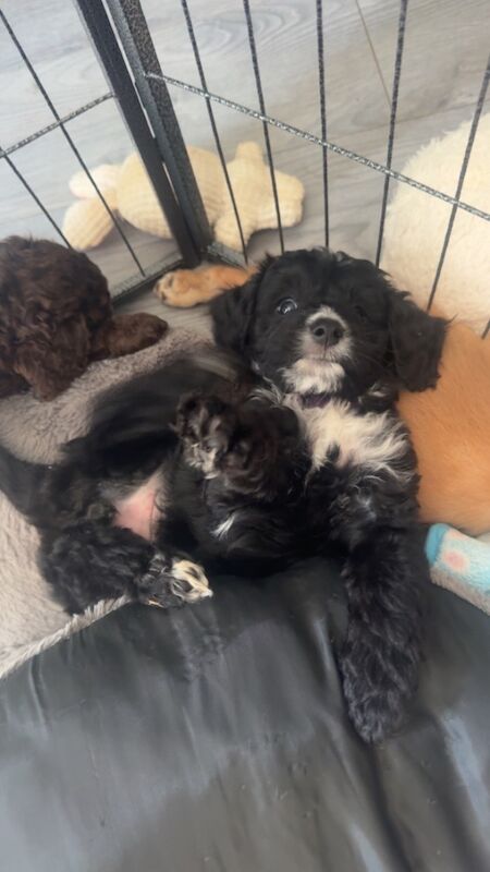 Cockapoo puppies for sale in Crewe, Cheshire – 7 weeks old - Image 1 of 3